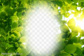 фотоэффект зеленые листья