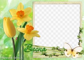 рамка нарциссы тюльпан весна