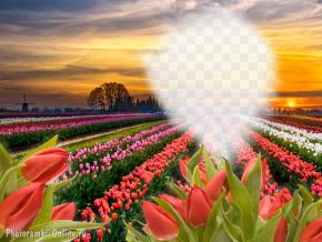 фотоэффект закат солнца тюльпаны