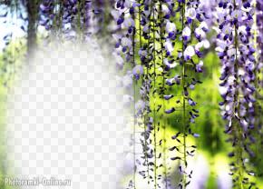 фотоэффект цветы глицинии