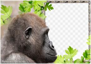 рамка обезьяна горилла