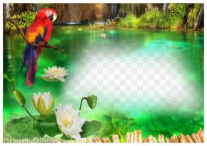 фотоэффект озеро попугай кувшинки